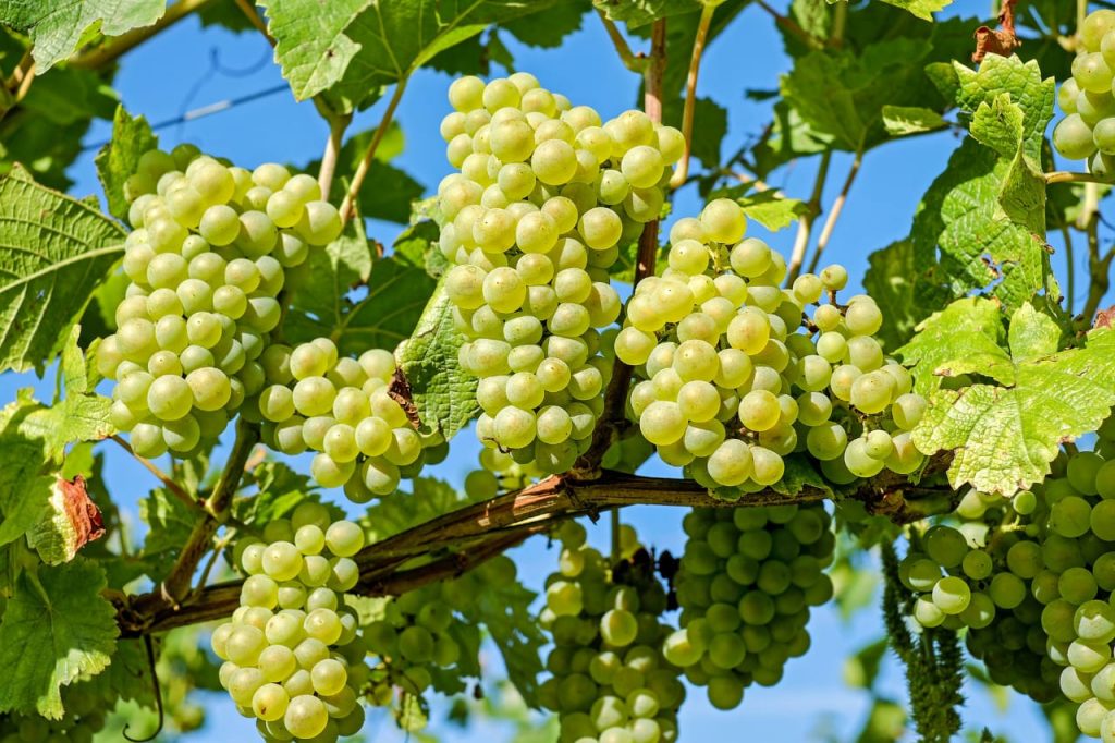Awesome Health Benefits Of Consuming Grapes Juice